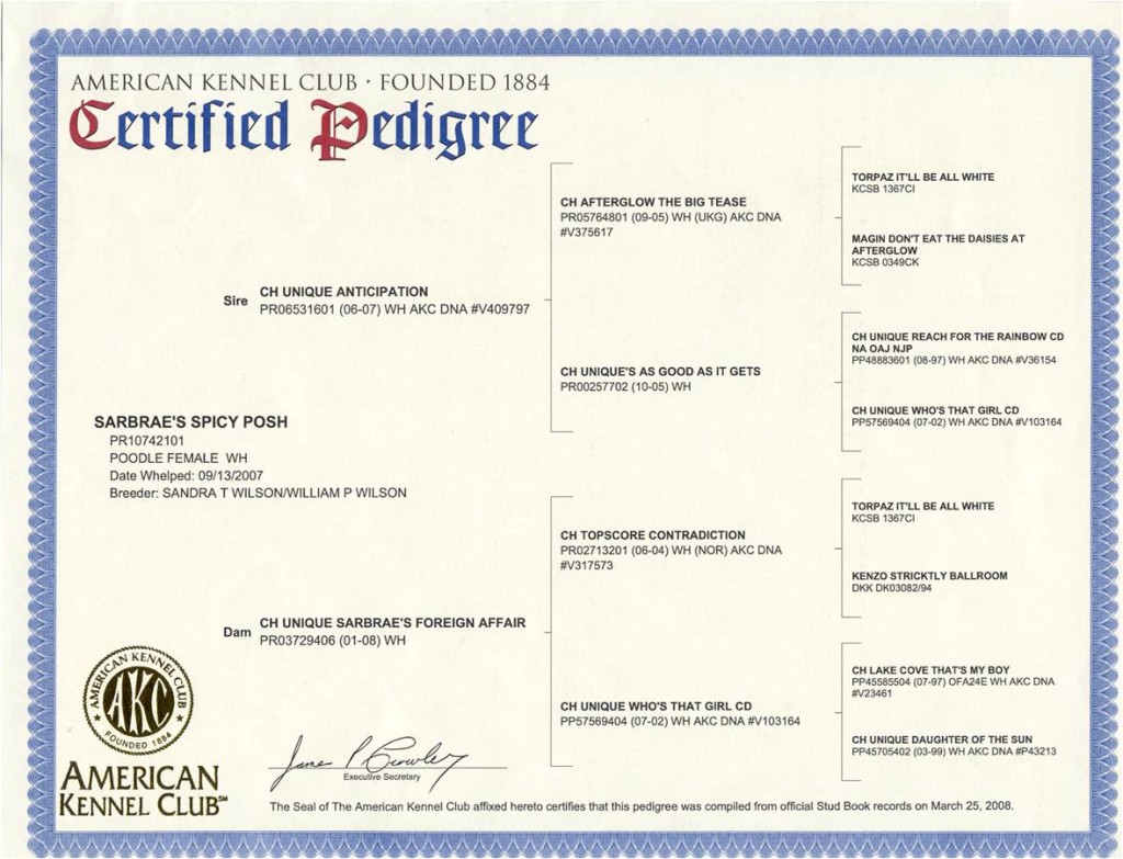 Posh Pedigree scanned in